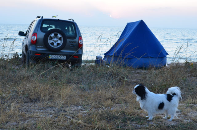 Japanese Chin - Companion Dog